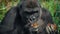 Female Gorilla Eating Coconut