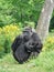 Female Gorilla With Her Baby