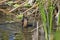 Female Grackle Bird Swimming