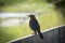 A female grackle on a fence