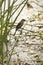 Female grackle perched in reeds at Orlando Weltands Park.