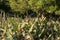 Female Grackle in Plants