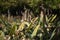 Female Grackle in Plants