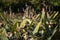 Female Grackle in Plants