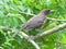 Female Grackle in Profile Full Body with Greenery