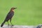 Female grackle standing guard perched on the back of a bench