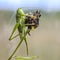 Female grasshopper with long mustache