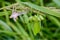 Female grasshopper sits on grass immediately after molting