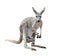 Female gray kangaroo with joey