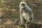 Female Gray Langur on Grass