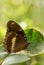 Female Great Eggfly on green leaf.