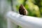 Female Great Eggfly rests on a white handrail