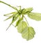 Female Great Green Bush-Cricket, Ettigonia viridissima