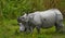 The female Great one-horned rhinoceroses and her calf.