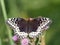 Female Great Spangled Fritillary