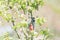 Female great spotted woodpecker in blossom tree