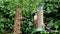 A Female Great Spotted Woodpecker chases a young Great Spotted Woodpecker away from a garden bird feeder