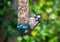 Female Great Spotted Woodpecker feeding on peanuts