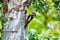 Female great spotted woodpecker at its nest