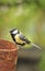 Female Great tit (Parus major)