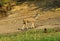 Female Greater Kudu