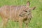 Female Greater Kudu