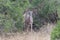 Female Greater kudu african antelope in Kruger Park looking at you