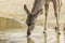 Female Greater Kudu drinking water