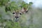 Female greater Kudu looking from behind a bush