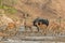 Female Greater Kudu in midst of Impala