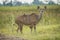 Female greater kudu with oxpeckers facing camera