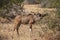 A female Greater Kudu Tragelaphus strepsiceros