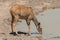 Female greater kudu, Tragelaphus strepsiceros, drinking at a waterhole