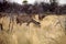 Female Greater kudu, Tragelaphus strepsiceros in the Etosha National Park, Namibia