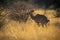 Female greater kudu urinates in long grass