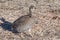 Female Greater Prairie Chicken