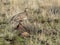 Female Greater Sage Grouse