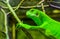 Female green banded fiji iguana in closeup, tropical lizard from the fijian islands, Endangered reptile specie