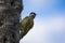 Female Green-barred Woodpecker on Tree Looking over Shoulder