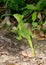 Female Green Basilisk, Basiliscus plumifrons