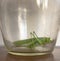 Female green grasshopper in a glass jar