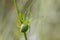 Female of green huntsman spider Micrommata virescens close up. Micrommata virescens, common name green huntsman spider, is a spe