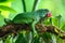 Female Green Iguana Iguana iguana