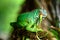 Female Green Iguana Iguana iguana