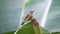 Female Green Tailed Sunbird Aethopyga Nipalensis