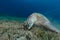 Female green turtle eating sea grass.