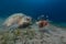 Female green turtle and lionfish in the Red Sea.