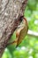 Female green woodpecker looking inside its nest