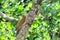 Female green woodpecker on a poplar branch