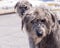 Female grey Irish Wolfhound staring with serious expression while standing in front of second dog in soft focus background